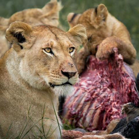 brown lioness lying on ground during daytime m3q