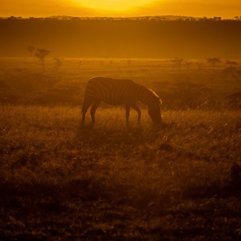 a zebra grazing in a field at sunset