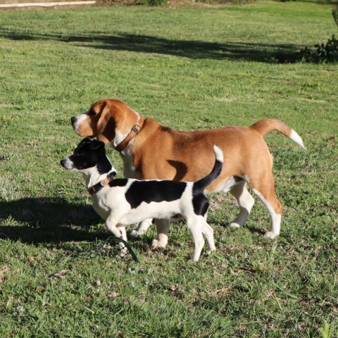 a couple of dogs standing on top of a lush green field