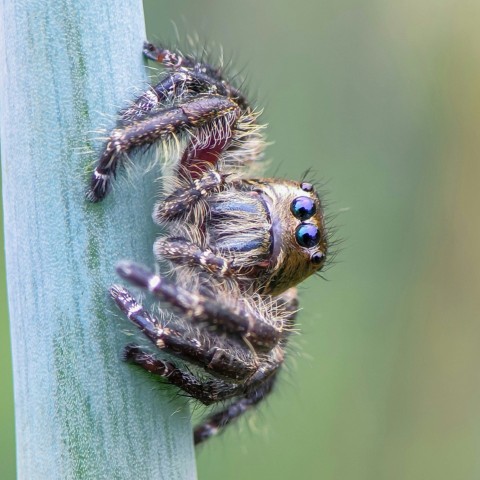 a close up of a spider on a plant