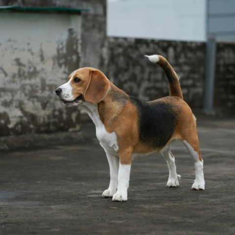 a beagle dog standing in the middle of a parking lot