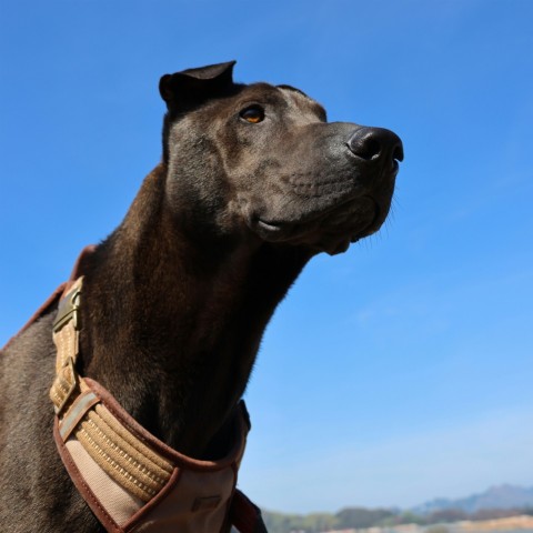 a large brown dog wearing a leather collar