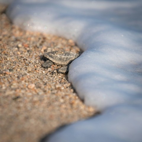 a small turtle crawling in the sand on the beach