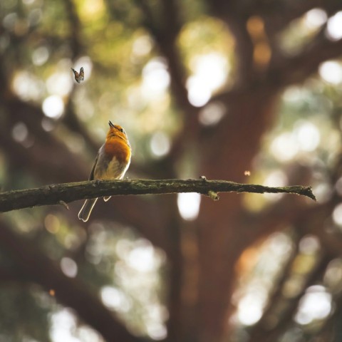 brown and black bird on tree branch during daytime