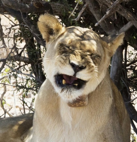 a close up of a lion near a tree